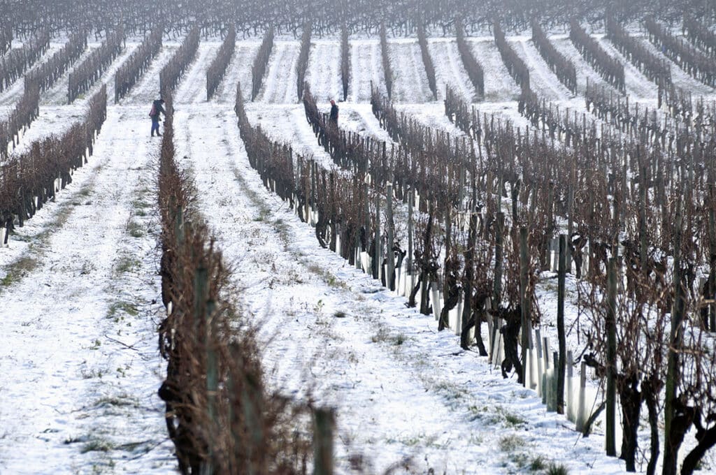 La taille des vignes en janvier