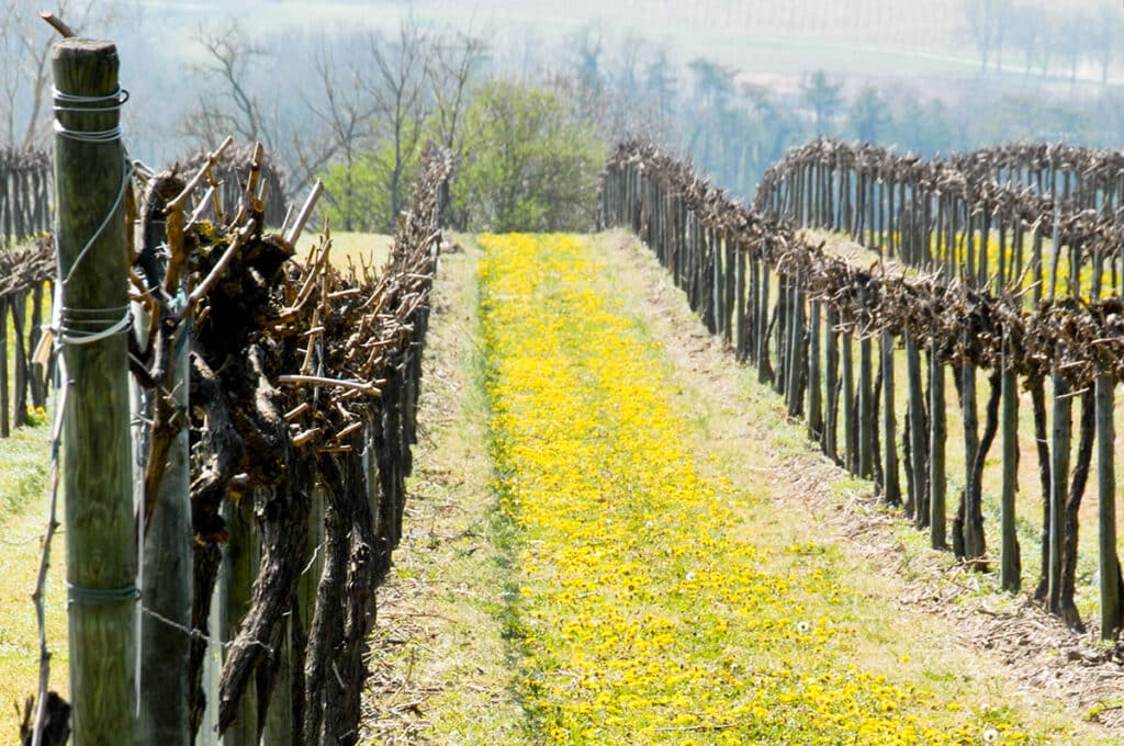 Vignes en mars