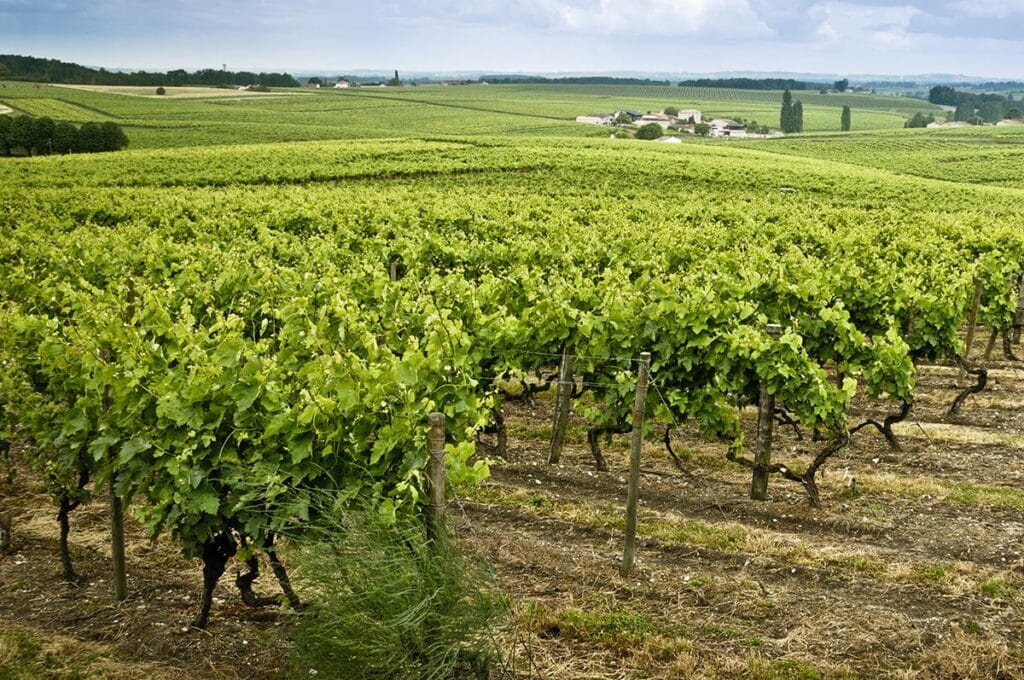 Les vignes en juillet