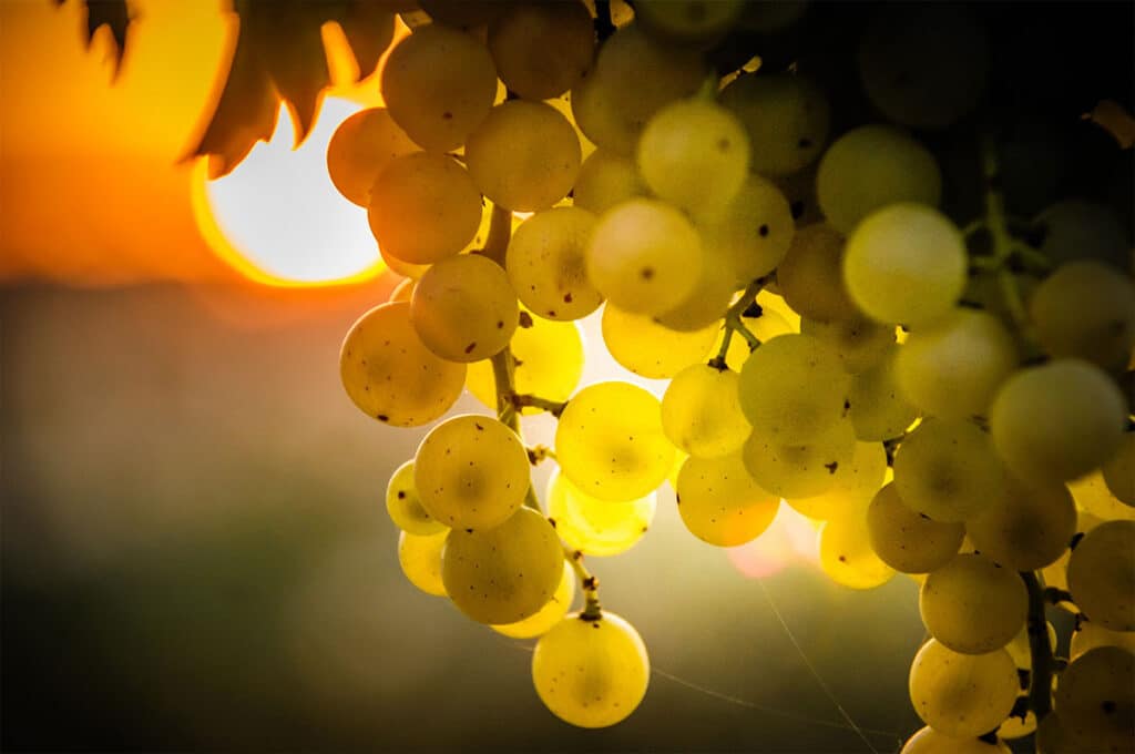 Les vignes en septembre