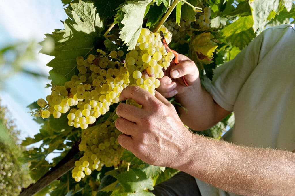 Les vendanges