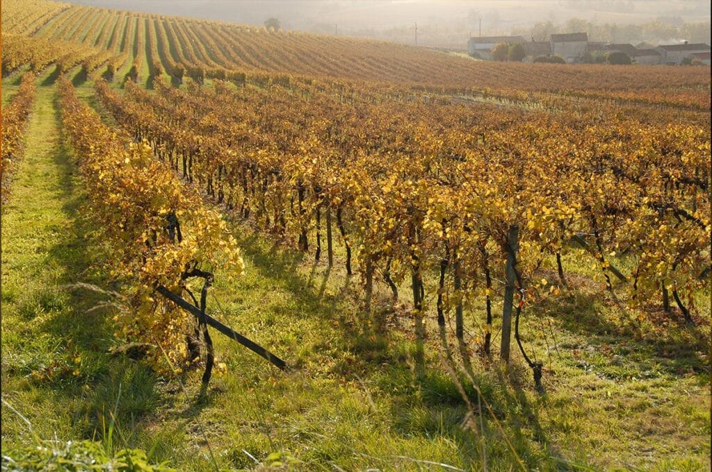 Les vignes en novembre