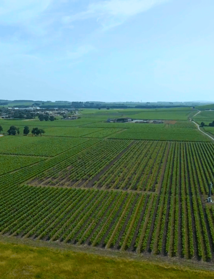 Vignes Cognac Seguinot
