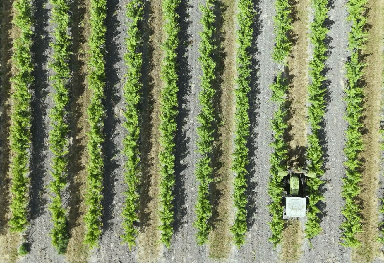 Tracteur dans les vignes - Cognac Seguinot